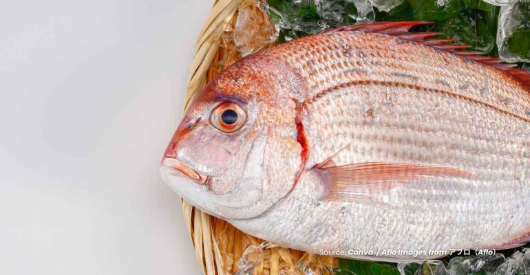 20240625 at 10.00 - KEUNTUNGAN DAN TANTANGAN BUDIDAYA IKAN KAKAP MERAH MERAH YANG PERLU DIKETAHUI