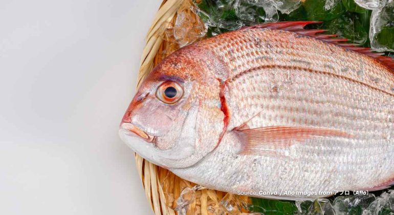 20240625 at 10.00 - KEUNTUNGAN DAN TANTANGAN BUDIDAYA IKAN KAKAP MERAH MERAH YANG PERLU DIKETAHUI