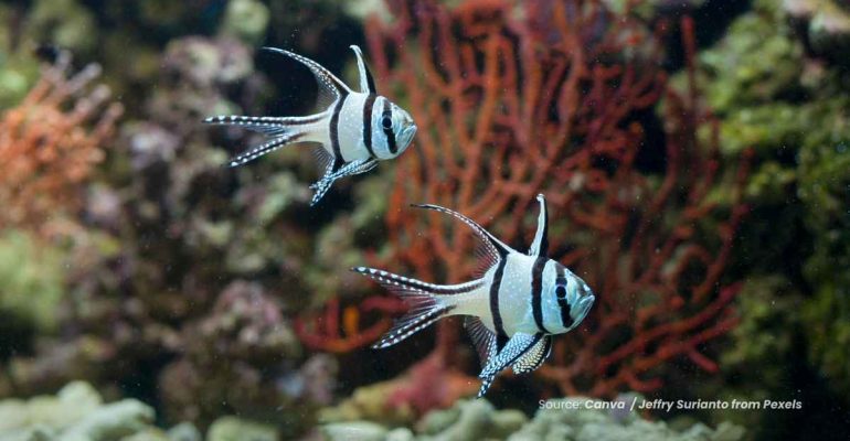 20240627 at 10.00 - CAPUNGAN BANGGAI PERMATA LAUT DARI SULAWESI YANG TERANCAM