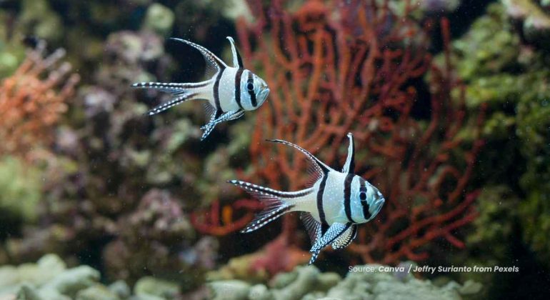 20240627 at 10.00 - CAPUNGAN BANGGAI PERMATA LAUT DARI SULAWESI YANG TERANCAM