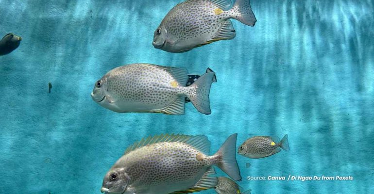 20240629 at 10.00 - CARA EFEKTIF BUDIDAYA IKAN BARONANG