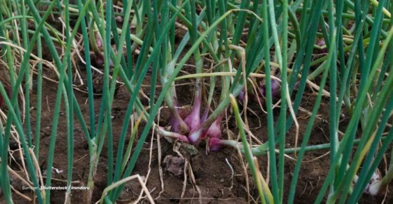 IPB DIGITANI - TANI DAN NELAYAN CENTER IPB UNIVERSITY - BAGAIMANA CARA MENANGGULANGI FUSARIUM PADA BAWANG MERAH