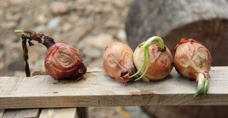 BAGAIMANA MENGUSIR BAKTERI PADA TANAMAN BAWANG MERAH