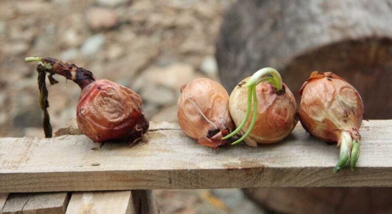 BAGAIMANA MENGUSIR BAKTERI PADA TANAMAN BAWANG MERAH