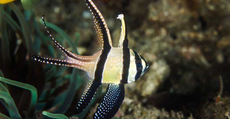 IPB DIGITANI - TANI DAN NELAYAN CENTER IPB UNIVERSITY - CAPUNGAN BANGGAI PERMATA LAUT DARI SULAWESI YANG TERANCAM