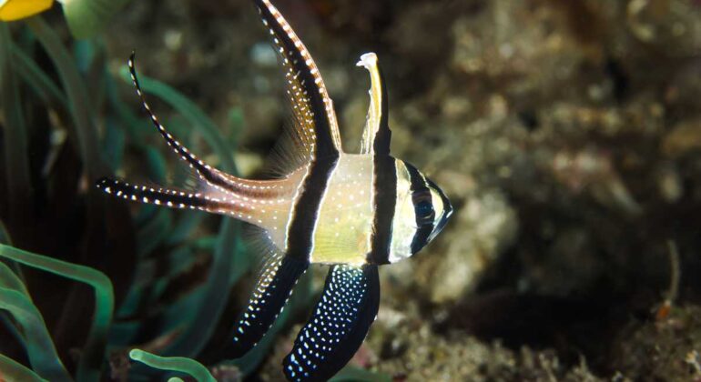 IPB DIGITANI - TANI DAN NELAYAN CENTER IPB UNIVERSITY - CAPUNGAN BANGGAI PERMATA LAUT DARI SULAWESI YANG TERANCAM