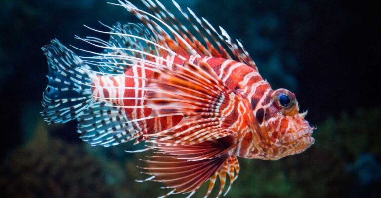 IPB DIGITANI - TANI DAN NELAYAN CENTER IPB UNIVERSITY - LIONFISH SI CANTIK YANG BERBAHAYA DARI DASAR LAUT