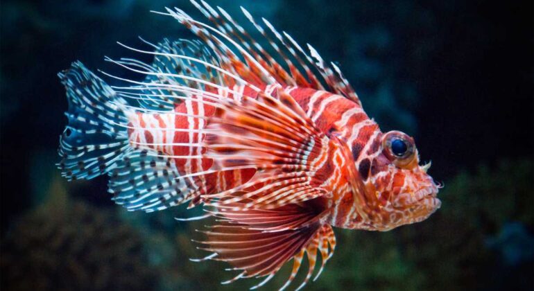 IPB DIGITANI - TANI DAN NELAYAN CENTER IPB UNIVERSITY - LIONFISH SI CANTIK YANG BERBAHAYA DARI DASAR LAUT