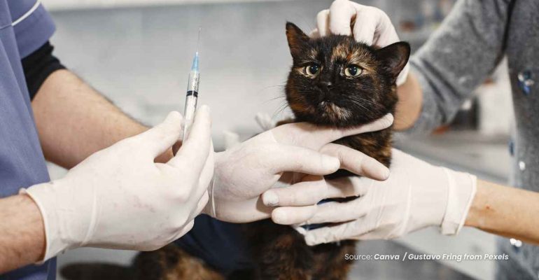 20240703 at 14.00 - APA PENYEBAB LUKA BERNANAH DAN GATAL PADA KUCING
