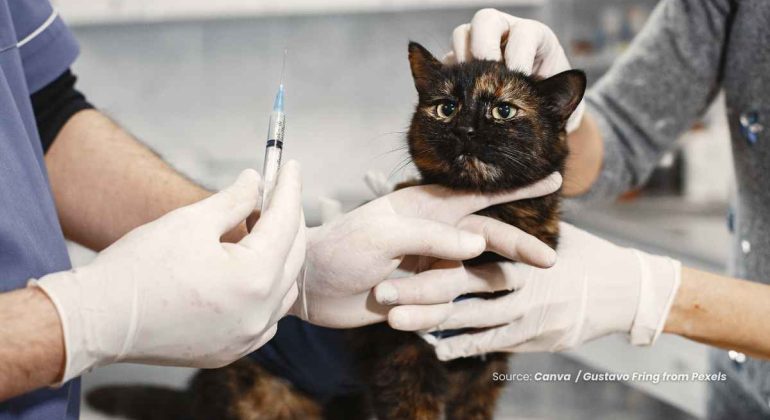 20240703 at 14.00 - APA PENYEBAB LUKA BERNANAH DAN GATAL PADA KUCING