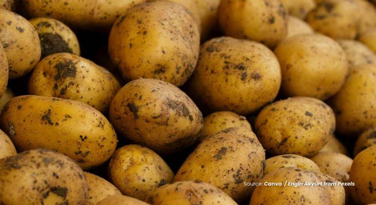 20240704 at 10.00 - KEAJAIBAN NUTRISI DAN MANFAAT KENTANG BAGI KESEHATAN YANG PERLU DIKETAHUI
