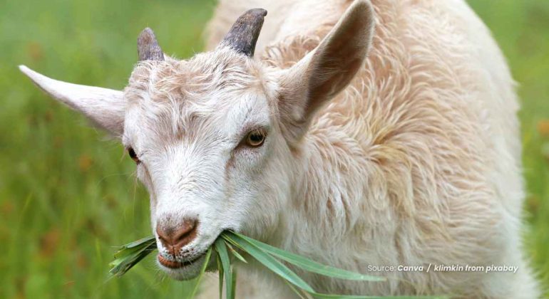 20240725 at 14.00 - APA PAKAN YANG TERBAIK UNTUK KAMBING