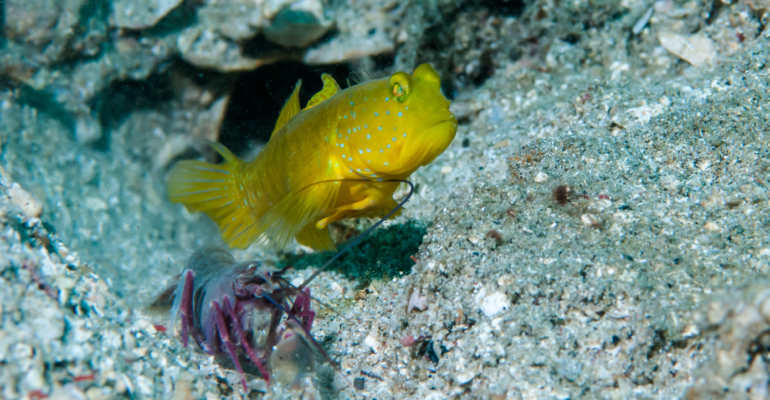 IPB DIGITANI - TANI DAN NELAYAN CENTER IPB UNIVERSITY - MENGENAL DAN MERAWAT YELLOW WATCHMAN GOBIES