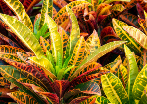 IPB DIGITANI - TANI DAN NELAYAN CENTER IPB UNIVERSITY - PURING: TANAMAN HIAS DENGAN SEGUDANG MANFAAT KESEHATAN