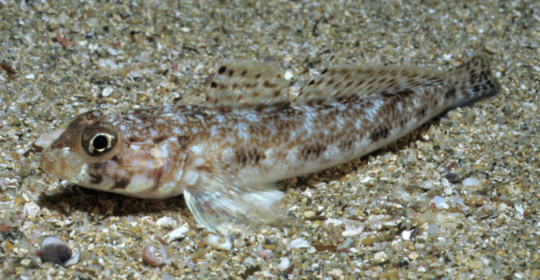 IPB DIGITANI - TANI DAN NELAYAN CENTER IPB UNIVERSITY - MENGENAL WATCHMAN GOBIES DARI SULAWESI TENGAH