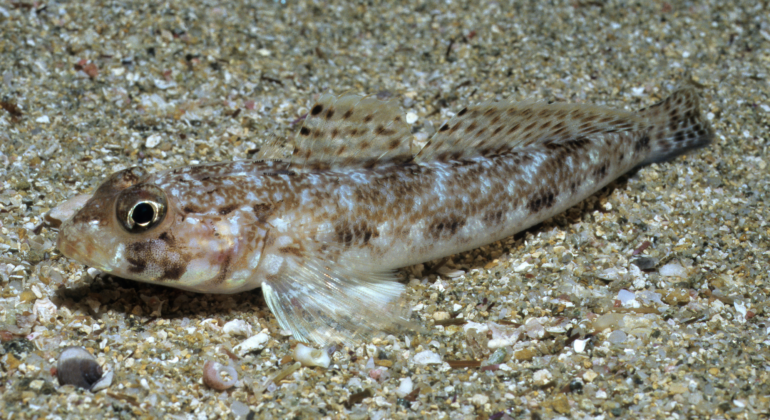 IPB DIGITANI - TANI DAN NELAYAN CENTER IPB UNIVERSITY - MENGENAL WATCHMAN GOBIES DARI SULAWESI TENGAH