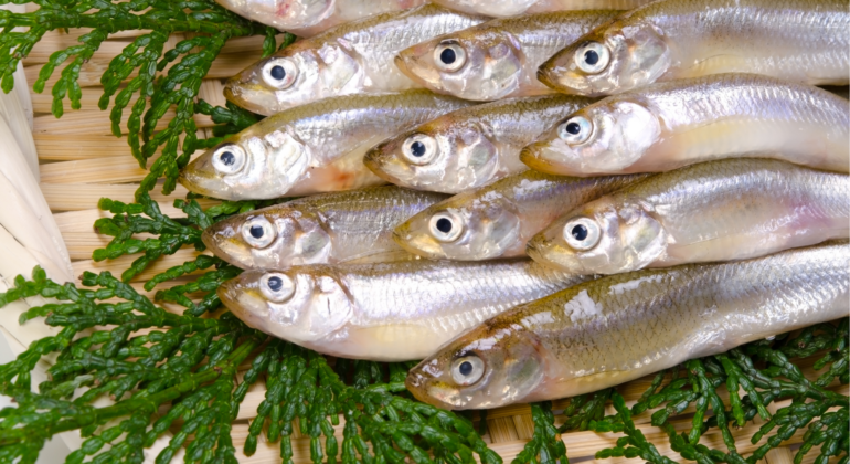 Ilustrasi ikan smelt yang berbau khas dan memiliki rasa yang enak.