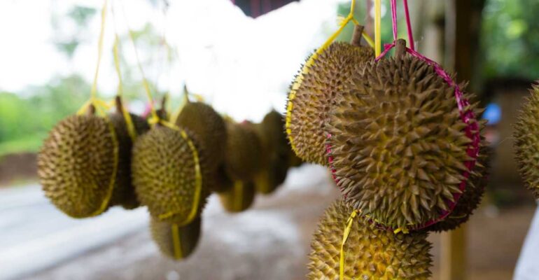 IPB DIGITANI - TANI DAN NELAYAN CENTER IPB UNIVERSITY - APA JENIS DURIAN PREMIUM YANG PALING COCOK UNTUK DITANAM DI SUKABUMI