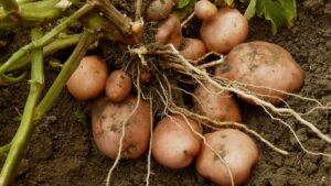 IPB DIGITANI - TANI DAN NELAYAN CENTER IPB UNIVERSITY - KEAJAIBAN NUTRISI DAN MANFAAT KENTANG BAGI KESEHATAN YANG PERLU DIKETAHUI (1)