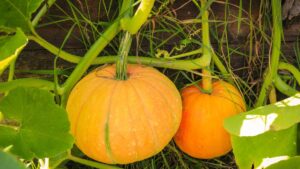 IPB DIGITANI - TANI DAN NELAYAN CENTER IPB UNIVERSITY - LABU KUNING SI SUPERFOOD KAYA MANFAAT