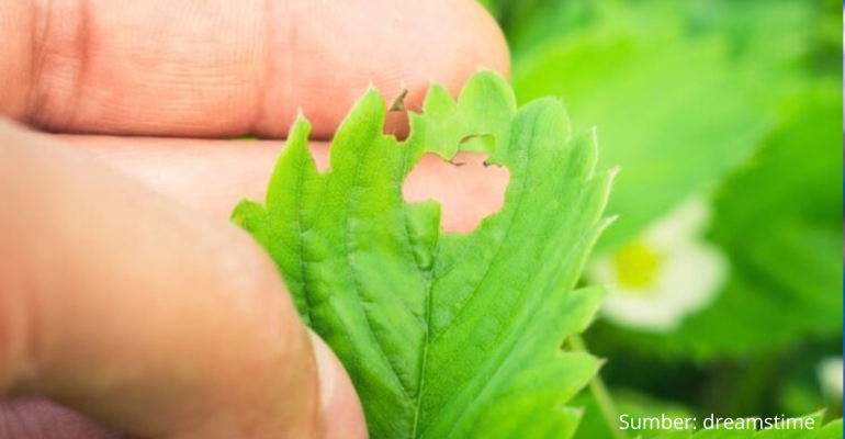 BAGAIMANA CARA MENGATASI HAMA ULAT BULU PADA DAUN STROBERI