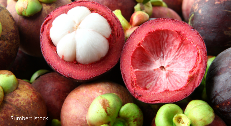 CARA BUDIDAYA MANGGIS, SI RATU BUAH TROPIS