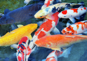 IPB DIGITANI - TANI DAN NELAYAN CENTER IPB UNIVERSITY - TERAPI IKAN KOI: MANFAAT KESEHATAN DARI KECANTIKAN