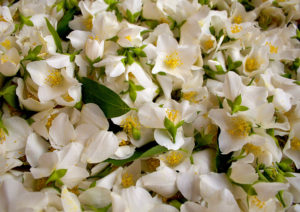 IPB DIGITANI - TANI DAN NELAYAN CENTER IPB UNIVERSITY - BUNGA MELATI: KARAKTERISTIK, JENIS, DAN MANFAATNYA