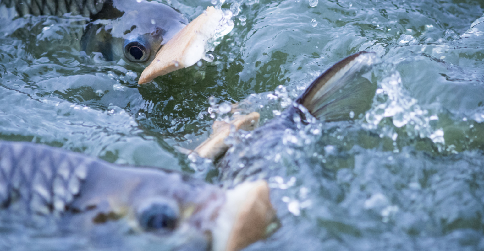 IKAN MUJAIR: ASAL-USUL DAN HABITATNYA – IPB Digitani Website