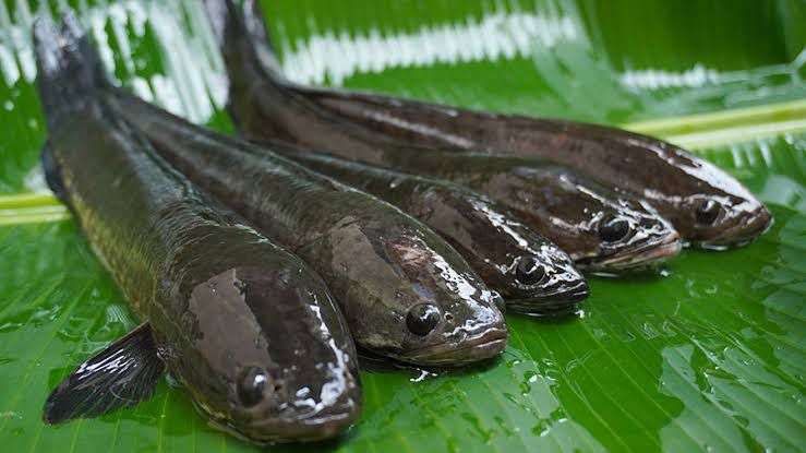 IPB DIGITANI - TANI DAN NELAYAN CENTER IPB UNIVERSITY - IKAN GABUS: PREDATOR TANGGUH DENGAN KEMAMPUAN UNIK