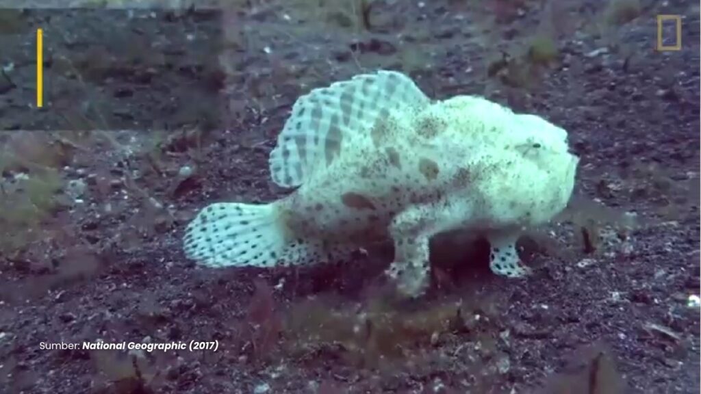 Seorang penyelam menemukan seekor ikan berjalan dengan "kaki" di dasar laut perairan Indonesia. Ikan apakah itu? Simak penjelasannya. 