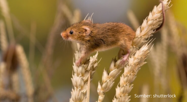 APAKAH ADA CARA EFEKTIF MENGATASI SERANGAN HAMA TIKUS DI SAWAH