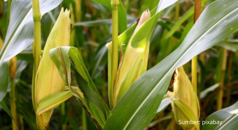 BAGAIMANA CARA MENGATASI BULAI PADA JAGUNG