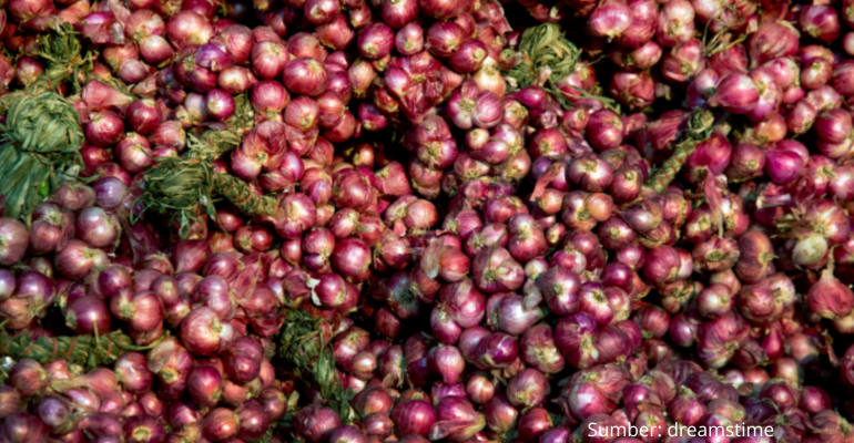 BUDIDAYA BAWANG MERAH CARA DAN LANGKAH MUDAH