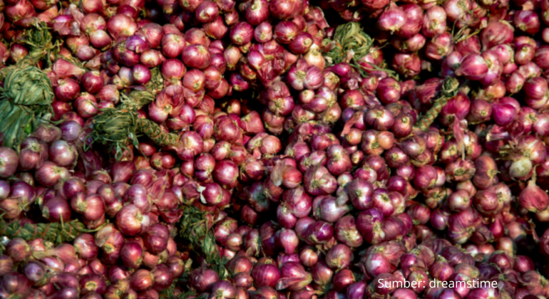 BUDIDAYA BAWANG MERAH CARA DAN LANGKAH MUDAH