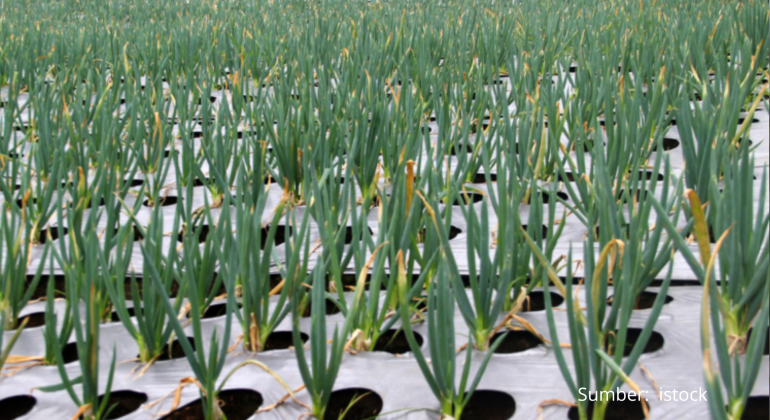 BUDIDAYA DAUN BAWANG MENGGUNAKAN MEDIA TANAM PLASTIK BEKAS