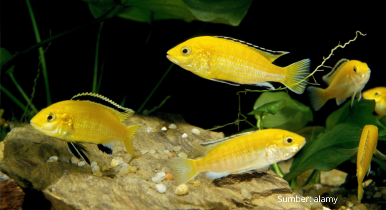 CARA MEMELIHARA IKAN LEMON IKAN HIAS RAJANYA AKUARIUM