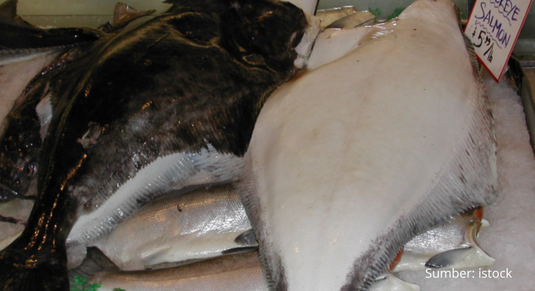DISEBUT PERNAH DIMAKAN NABI MUSA, INI MANFAAT IKAN SEBELAH