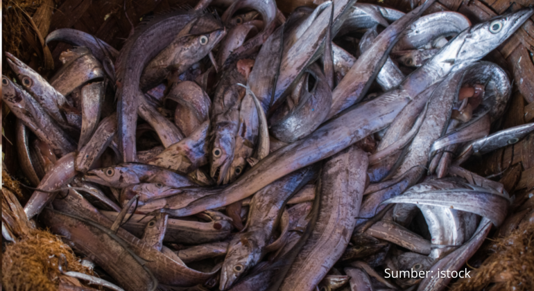 EKONOMIS DAN KAYA NUTRISI, BERIKUT MANFAAT IKAN LAYUR