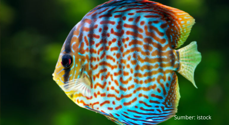 IKAN DISCUS RAJA AKUARIUM YANG MEMUKAU
