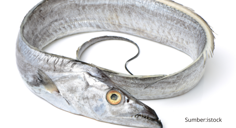 IKAN LAYUR KARAKTERISTIK DAN PERSEBARANNYA