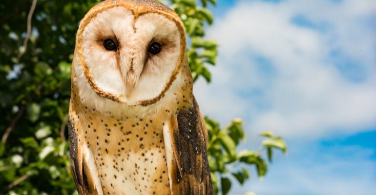 IPB DIGITANI - TANI DAN NELAYAN CENTER IPB UNIVERSITY - APAKAH ANAK BURUNG HANTU TYTO ALBA PERLU DIBERI AIR MINUM