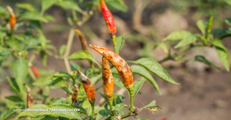 IPB DIGITANI - TANI DAN NELAYAN CENTER IPB UNIVERSITY - BAGAIMANA CARA MENCEGAH DAN MENGATASI PENYAKIT FUSARIUM PADA CABAI