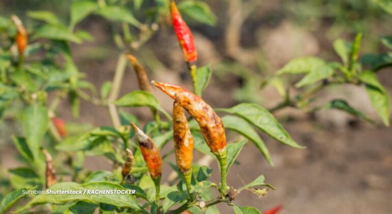 IPB DIGITANI - TANI DAN NELAYAN CENTER IPB UNIVERSITY - BAGAIMANA CARA MENCEGAH DAN MENGATASI PENYAKIT FUSARIUM PADA CABAI