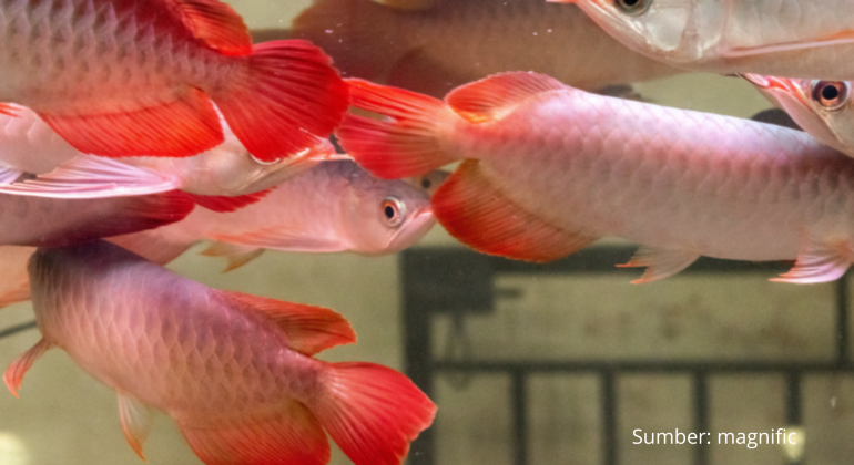 JENIS IKAN ARWANA KETAHUI SEBELUM PELIHARA