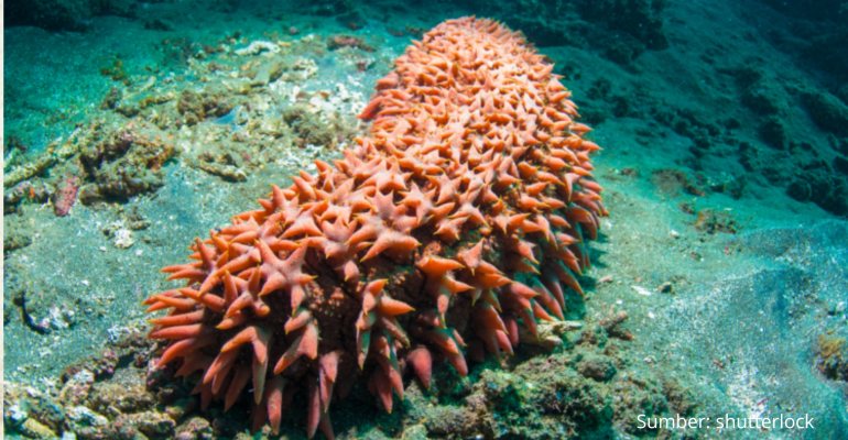 TERIPANG HEWAN LAUT KAYA MANFAAT KESEHATAN