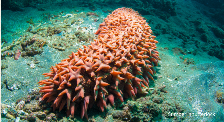 TERIPANG HEWAN LAUT KAYA MANFAAT KESEHATAN