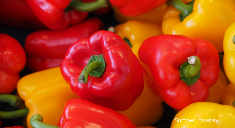 TINGKATKAN PRODUKTIVITAS PAPRIKA LEWAT HIDROPONIK