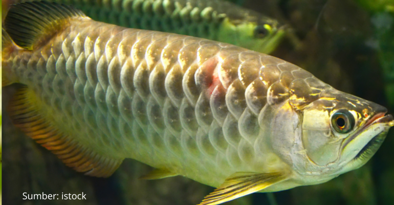 ARWANA SPESIES IKAN HIAS PURBA BERNILAI TINGGI