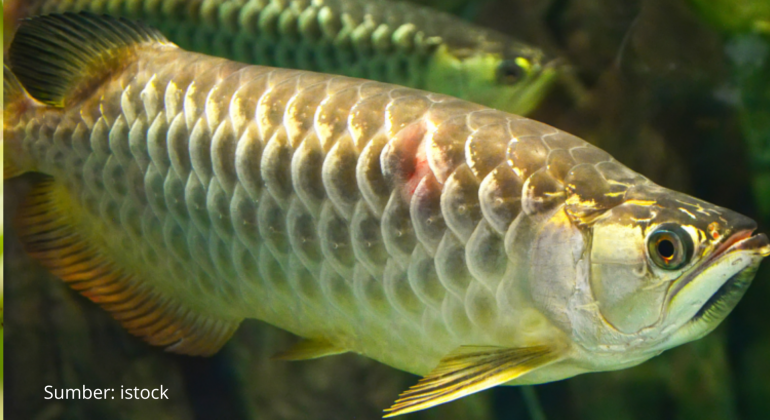 ARWANA SPESIES IKAN HIAS PURBA BERNILAI TINGGI